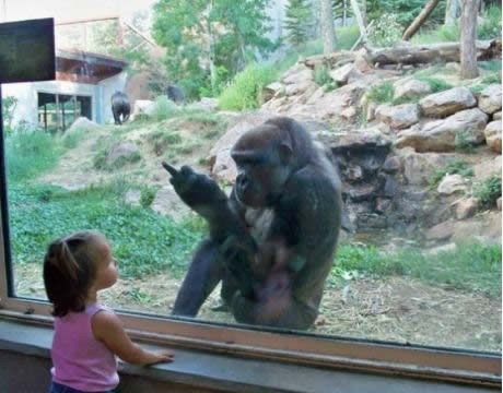 Jeb.. ti rod i porod - pa jel to lijepo pokazivati, gorilo!