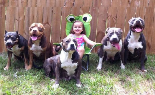 Tko će bolje čuvat klinku od pitbulla... ili pet