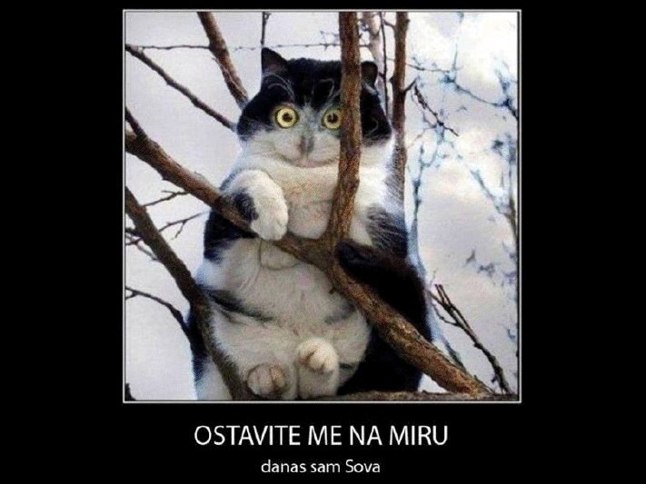 Vrhunac razmaženosti - biti mačka joj nije dovoljno ugodno