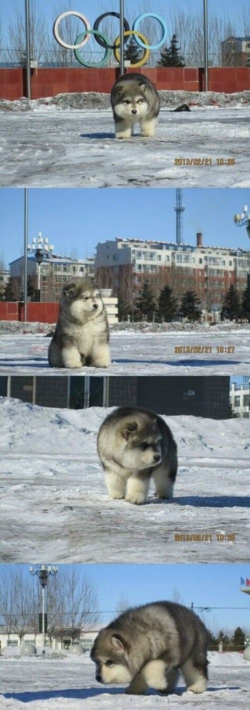 Bundasti ruski medopas šeta ulicom