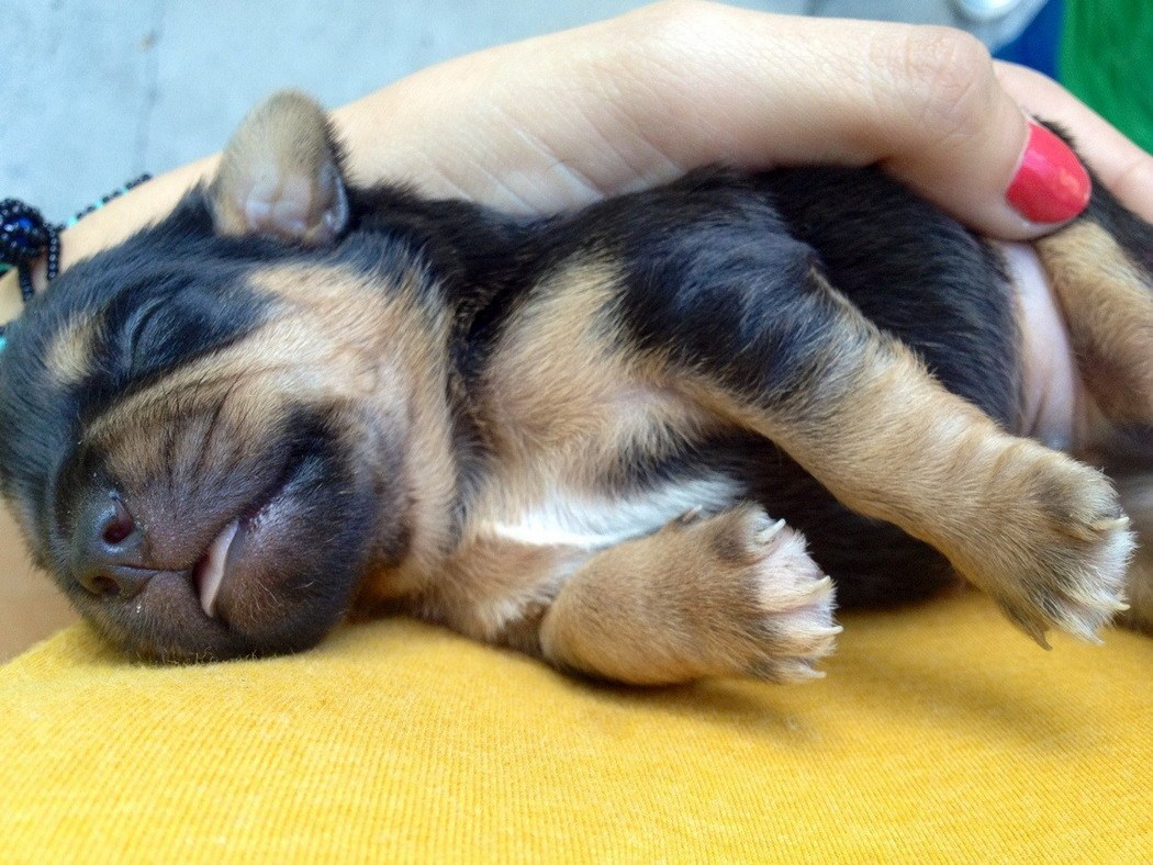 Psić ni ne sluti koliko se brinu za njega dok je tako mali