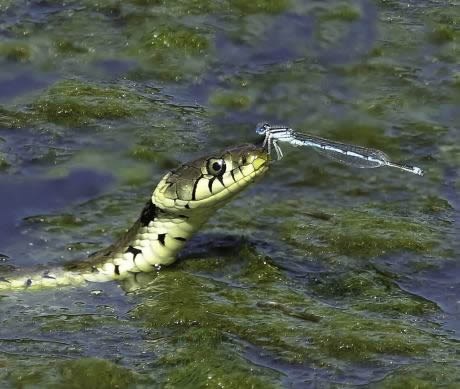 Bok, ručak, oćeš bit večera?