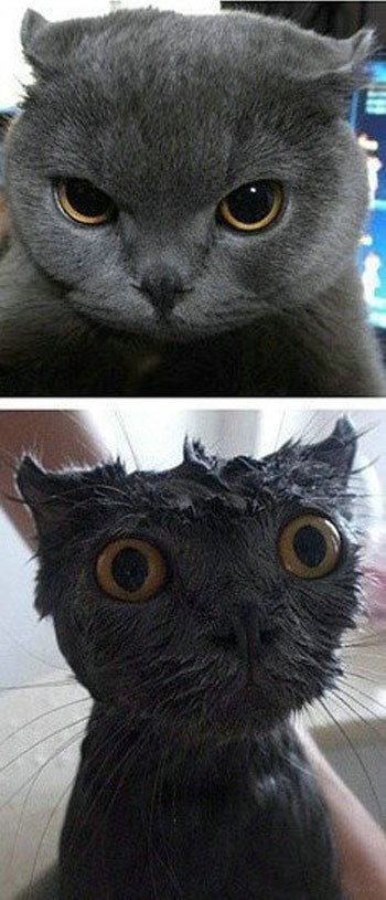 Kupanje slomi i najfrajerskiju mačku