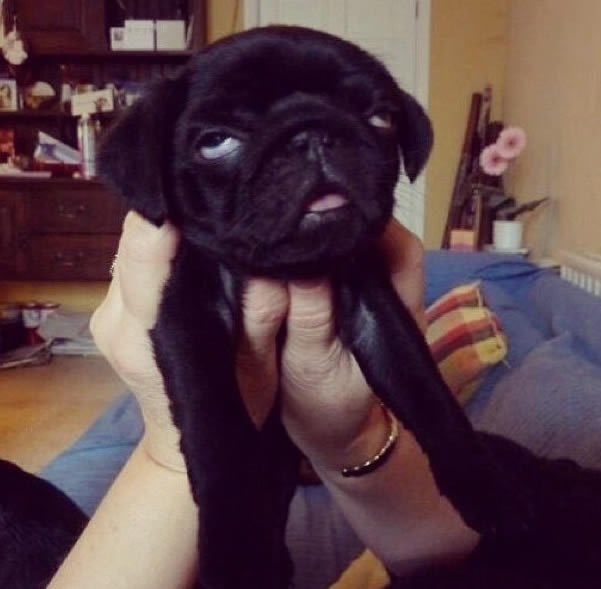 Progrizao vreću hrane i urokao se načisto