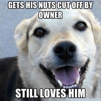 jasno je zašto su nam najbolji prijatelji