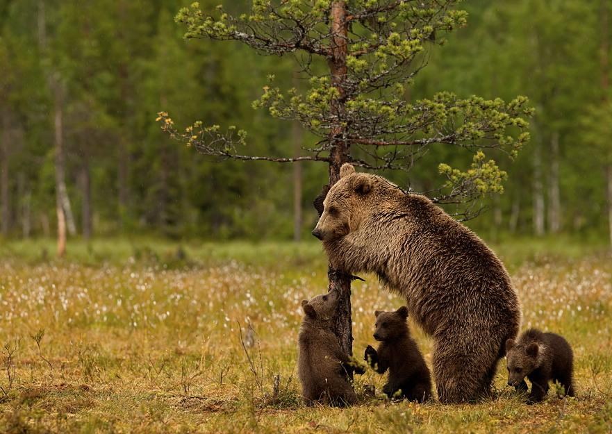 Vidite, dobro protresete, čovjek padne i imamo večeru