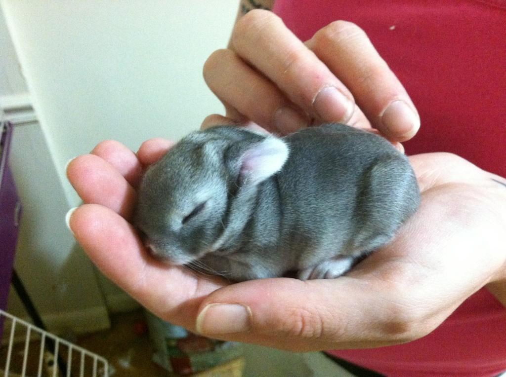 Osam dana stari zekoslav mirno spava na dlanu