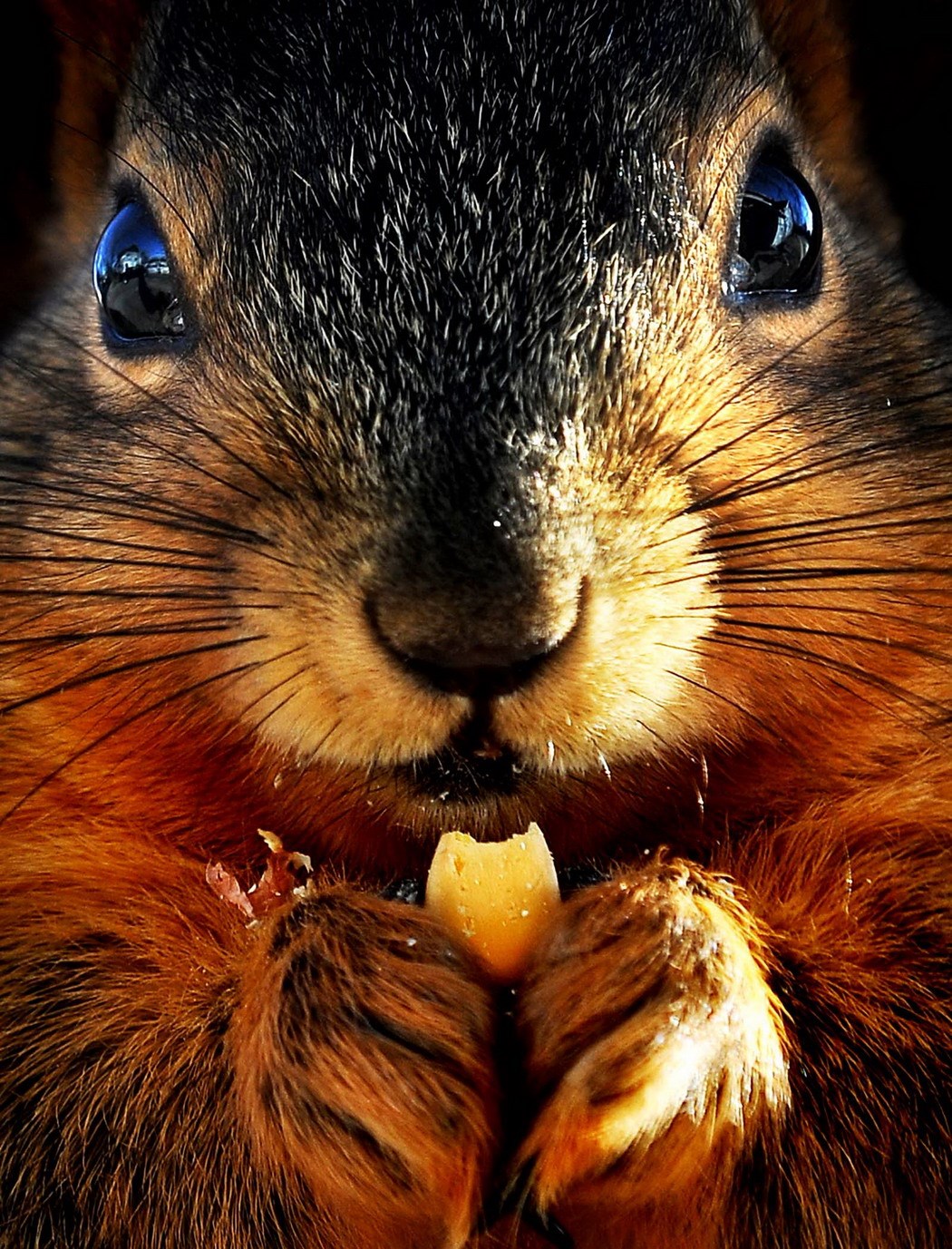 Njup, njup, još zima, debljati se, njup!