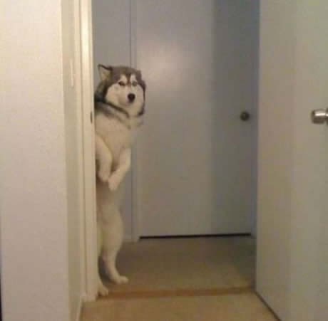 Vani grmi, mogu spavat s vama?