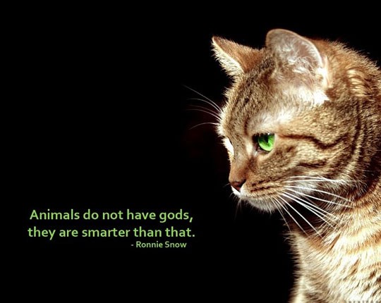 Životinje su pametnije?