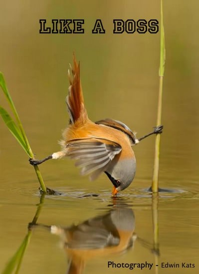 "Ptičji mozgu" naglo postao kompliment