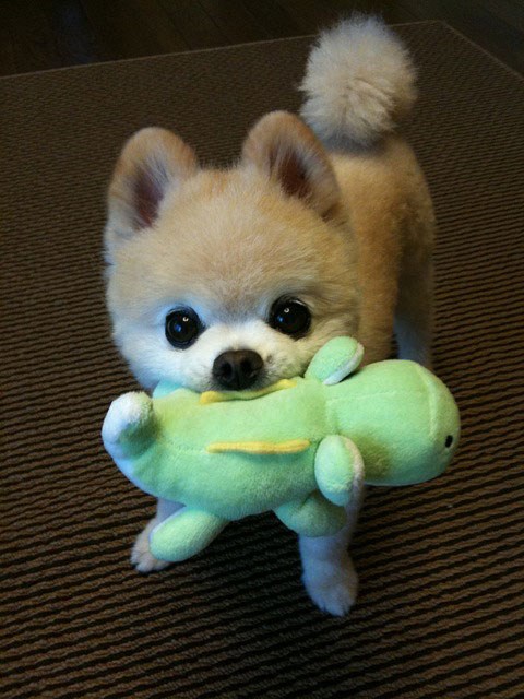 a daj, igraj se sa mnom!