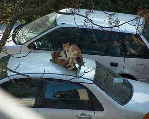 Kako znaš kad je veljača i bez kalendara?