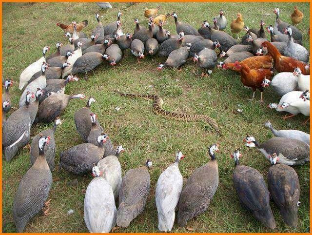 Zašla si u krivo selo, otrovnice!