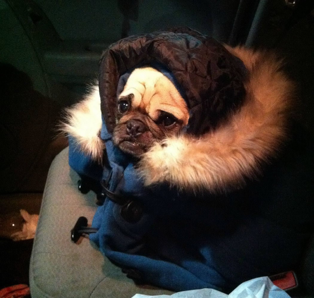 A šta, zima mi je, fak of!