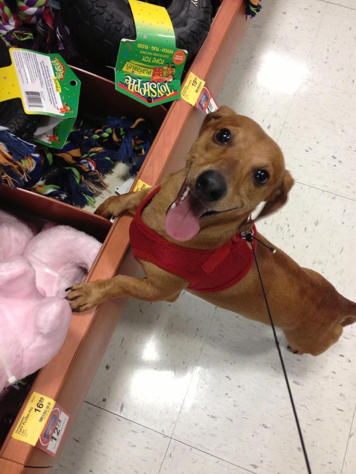 Novu igračku, može? Samo jednu!