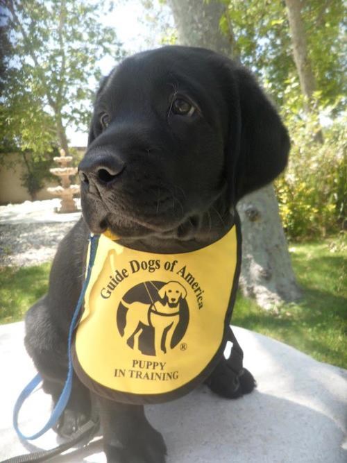 Budući "anđeo čuvar" - psić uči za vodiča slijepih