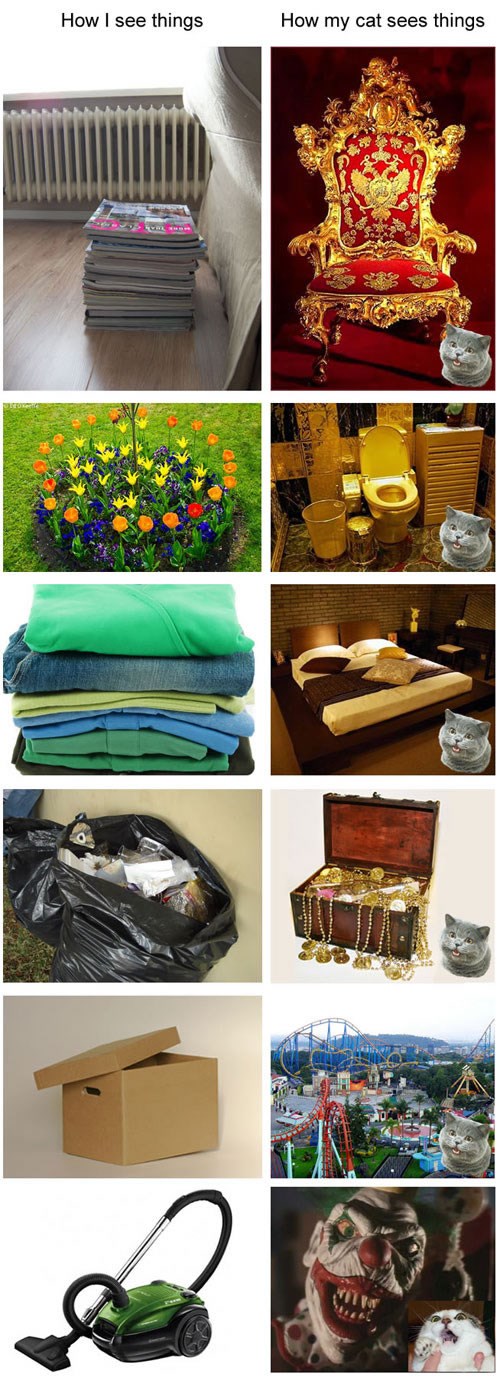 Mačji pogled na svijet