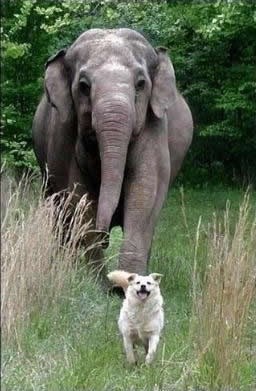 Slijedio me doma, mogu ga zadržat?