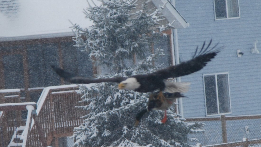 Orao mi ukrao patku! Da, da, opet si pio, smiri se...