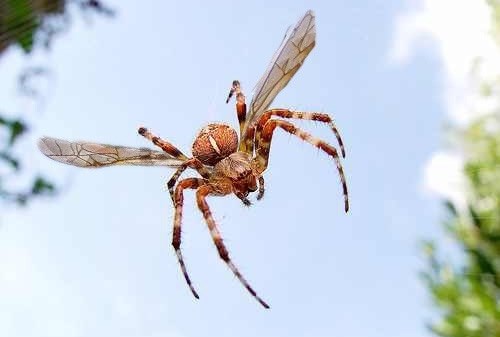 Zamisli pauka iz noćne more i dodaj mu - krila!