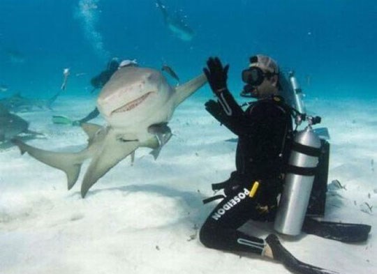 Morski ćuko oće pet