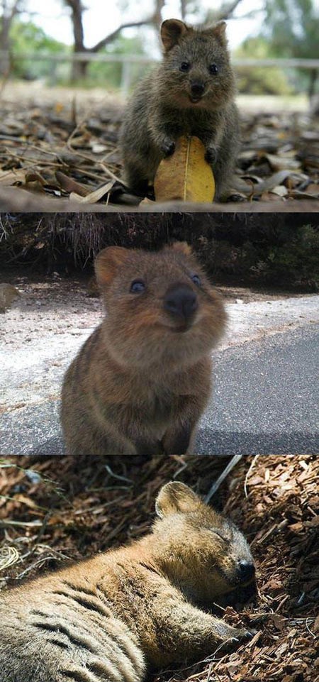 Najsretnije biće na svijetu