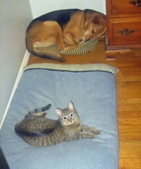 Hijerarhija čuva društvo i mačke to znaju