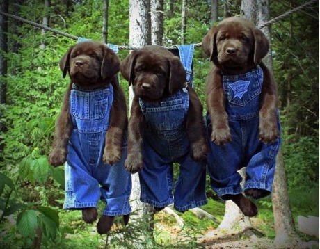 Nikad više ne guramo glavu u vešmašinu