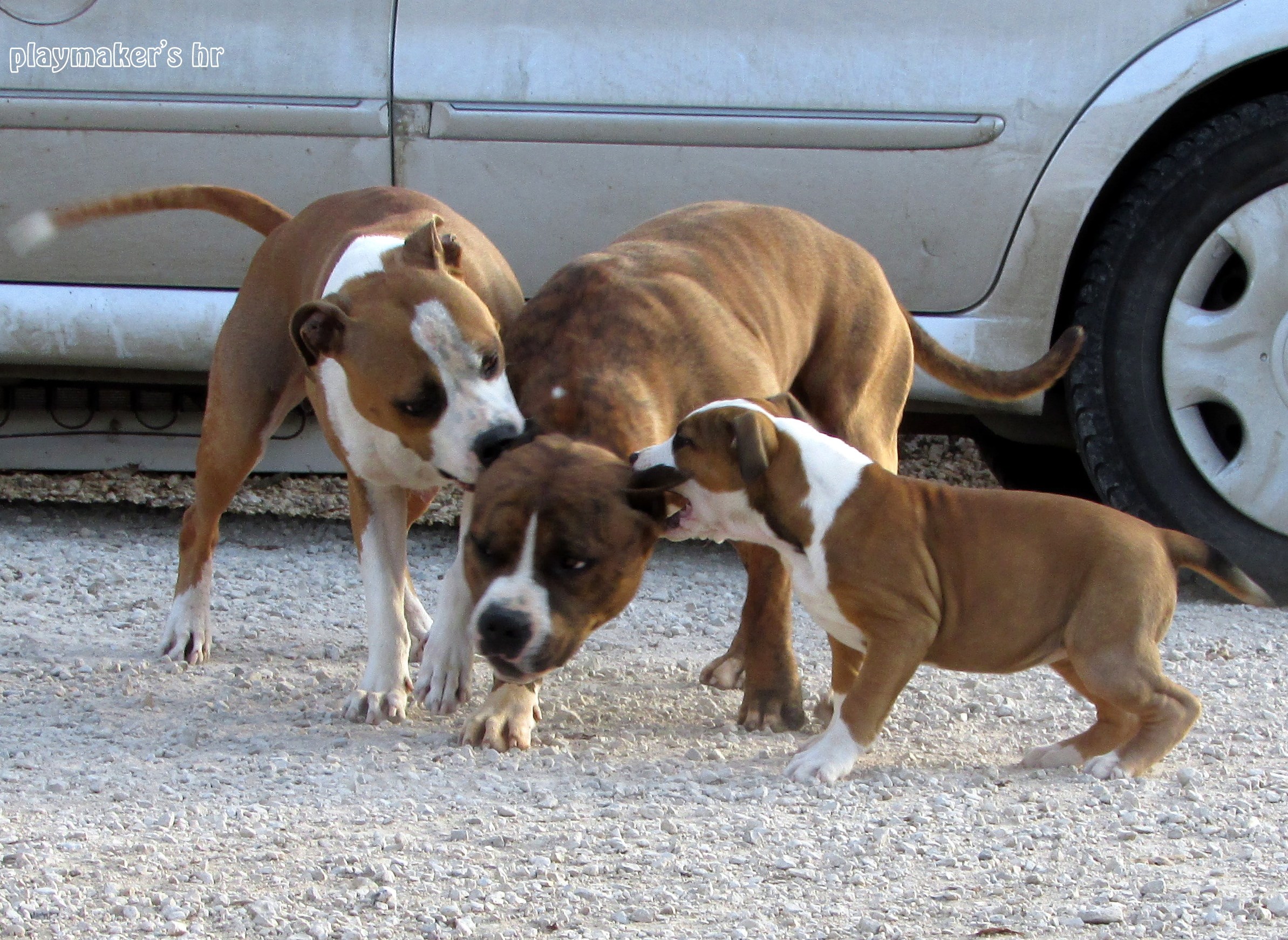 Opet pijan kući dolaziš !?!