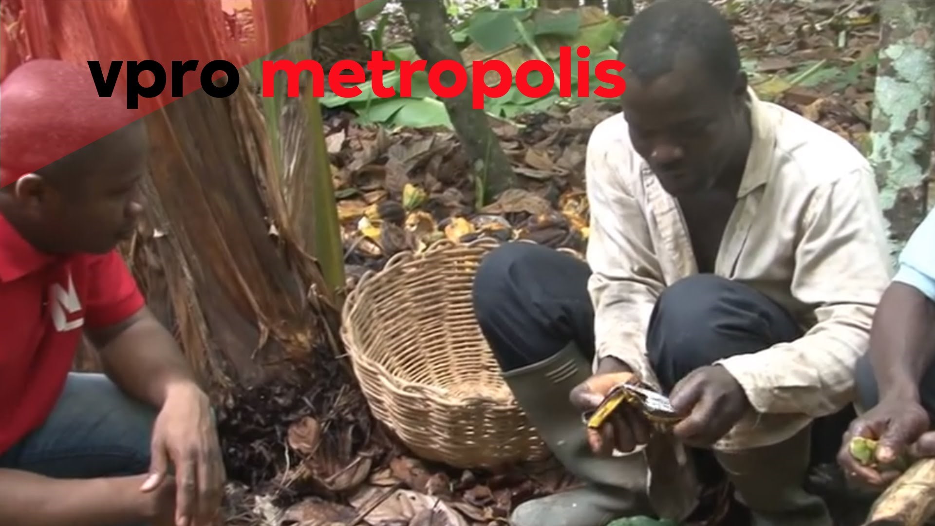 Siromašni uzgajivači kakaa prvi put u životu okusili čokoladu