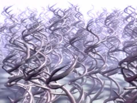 Pantera - Planet Caravan