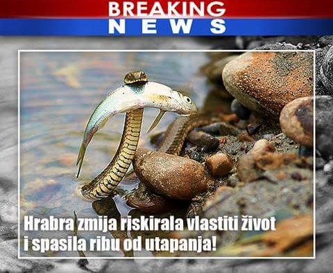 Domaći informativni program 