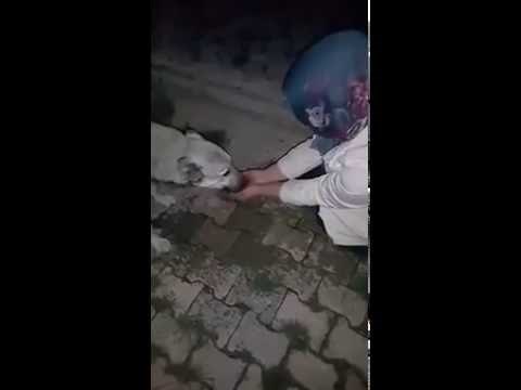 Dog thanks a girl after she helped him to drink water by her hands!