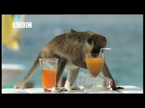 Drunk Monkeys Weird Nature