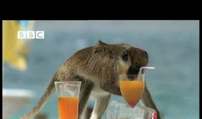 Drunk Monkeys Weird Nature
