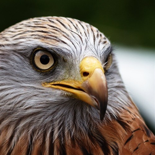 Red.Kite
