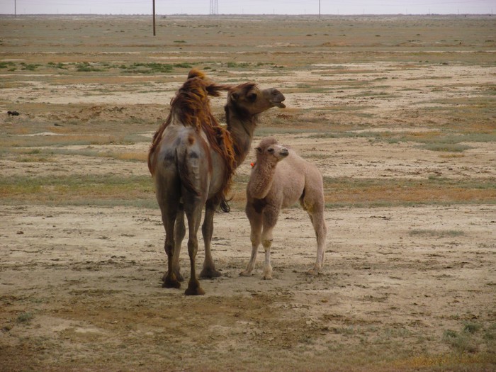 Kazahstan