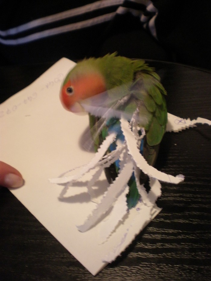 papiga -  frizerka 