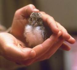 Bolje vrabac u ruci nego ...