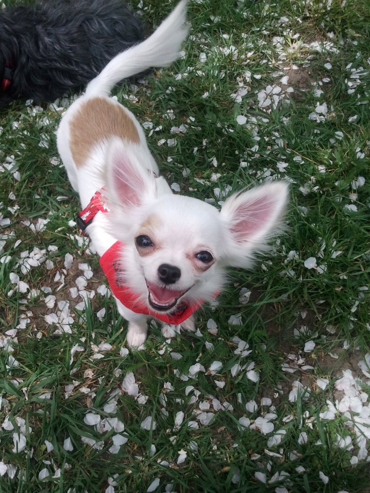 Chanel - najljepša nasmijana bijela čivavica!