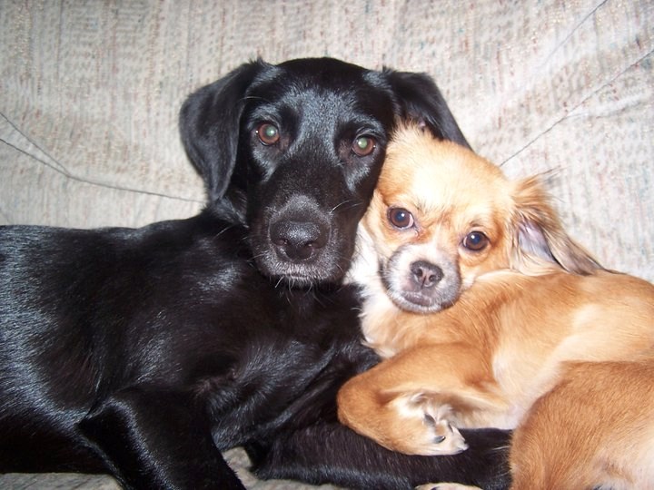 Neraskidiva pseća ljubav <3