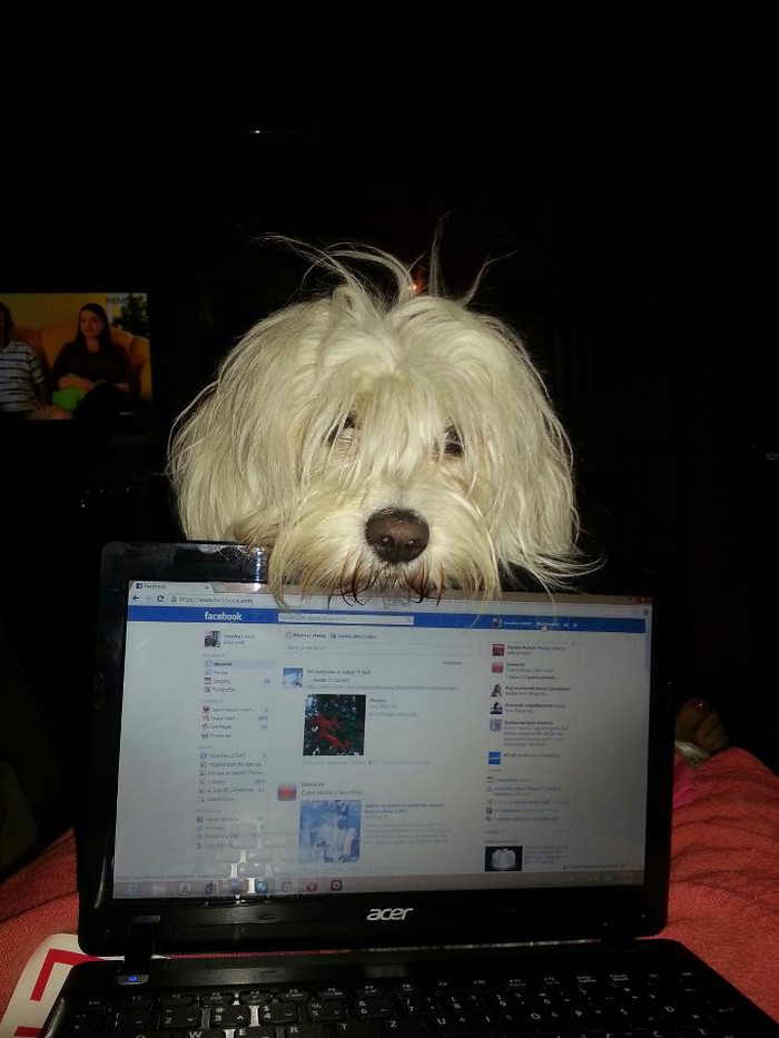Radoznala Puffy :)