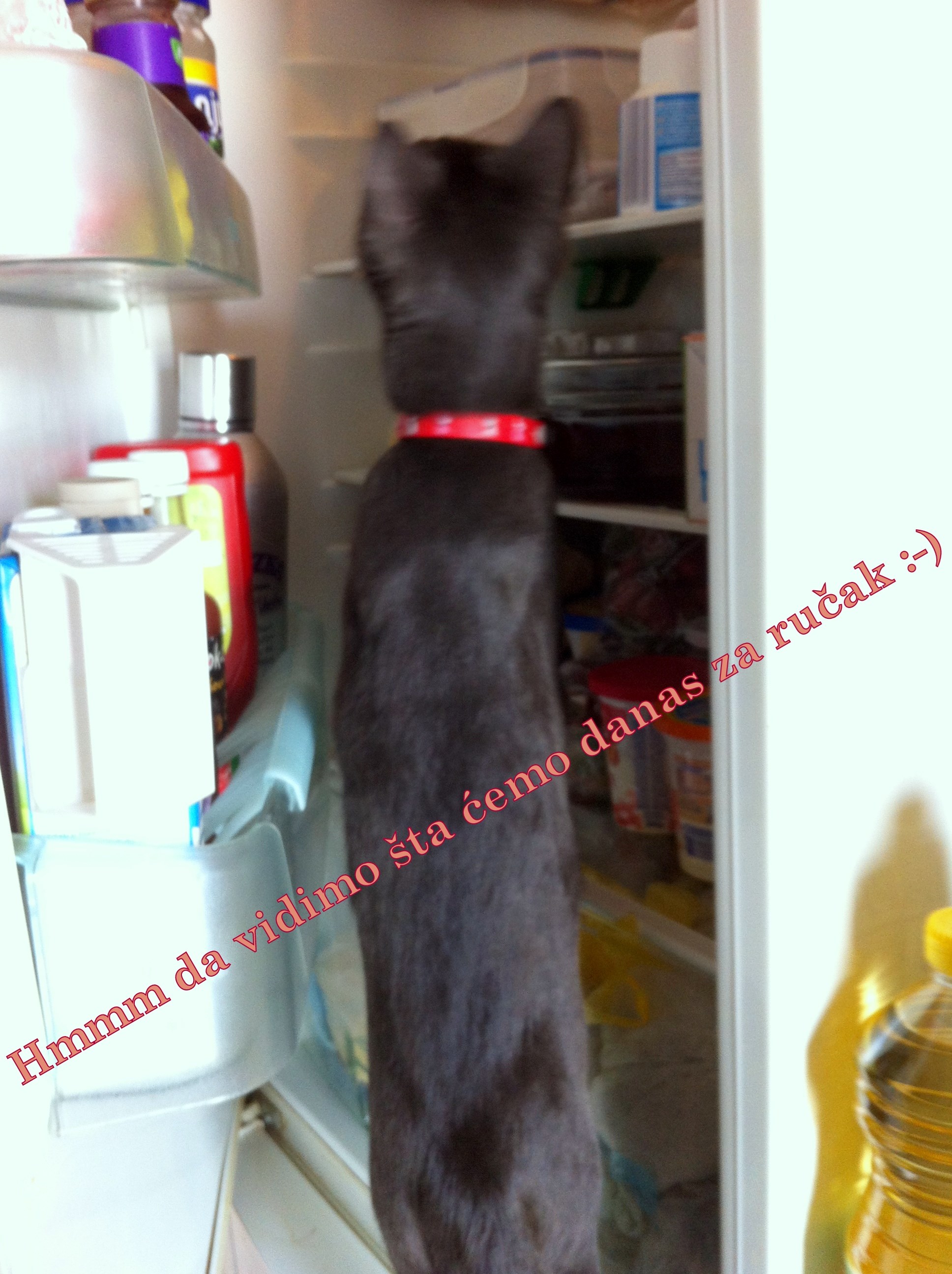 Šta je danas za ručak?!