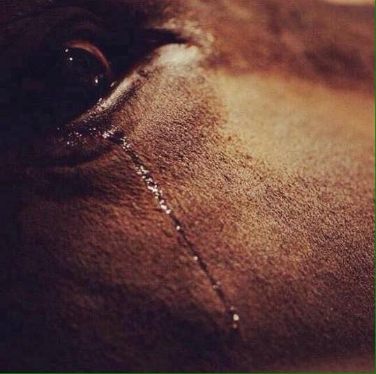 oči bika mučenog od strane kauboja na jednom rodeu..