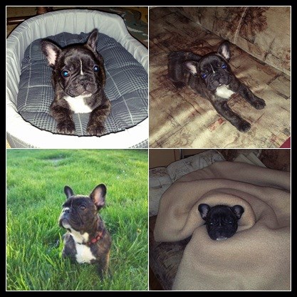 Francuski buldog - Pegi