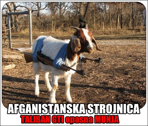 Koza naoružana do zuba spremna za rat