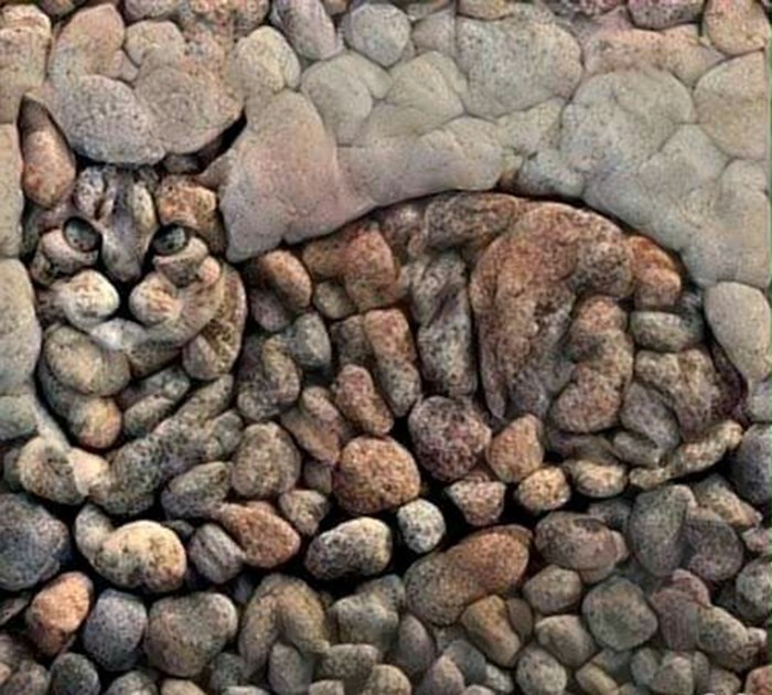 mačka-u kamenu-O.jpg
