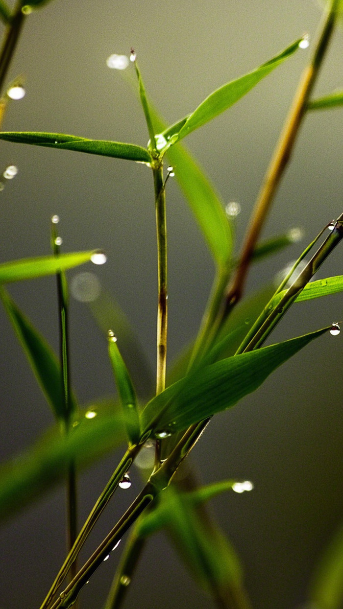 Blades-wallpaper-10376514.jpg