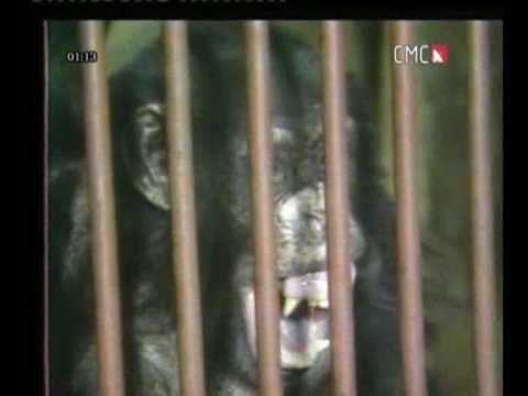 JAPPA - Majmun radi, što majmun vidi